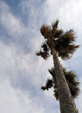 MARINA BEACH PALM TREE